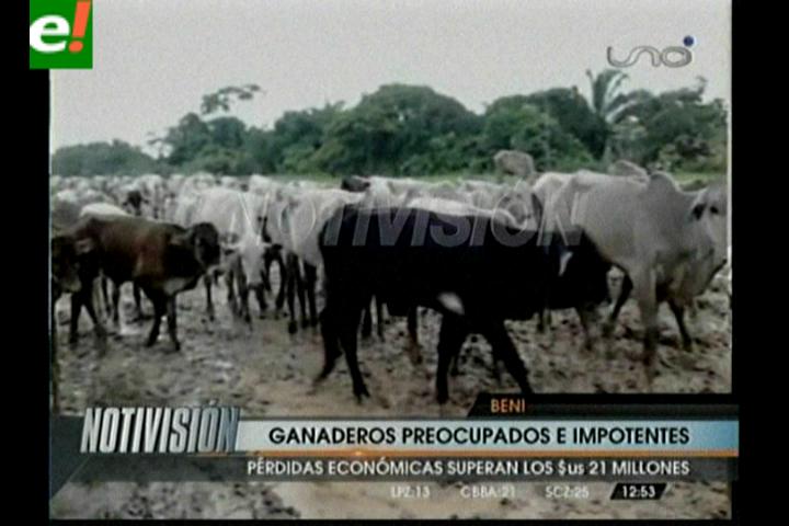 Pérdidas por el ganado sube a 20 millones de dólares – eju.tv