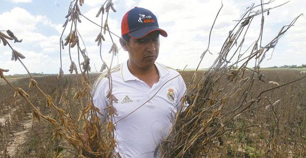 Más de 14.000 productores están afectados por el bajo precio de la soya