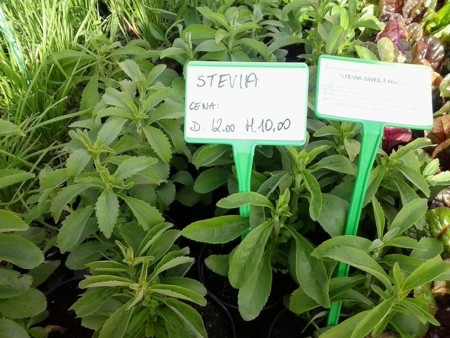 1024px Stevia Dobrzyca 2013 07 08 17 46 39