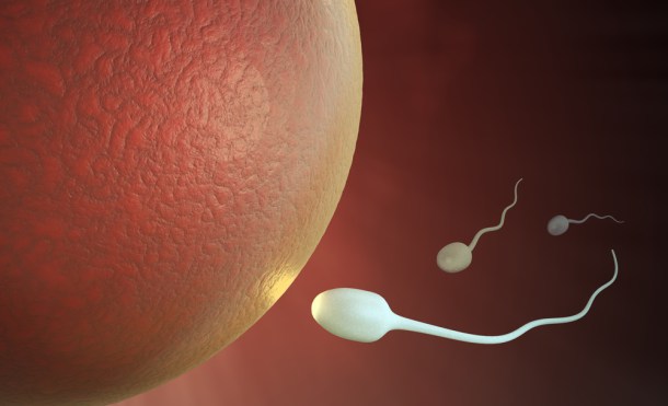 Convertir la piel en esperma para luchar contra la infertilidad