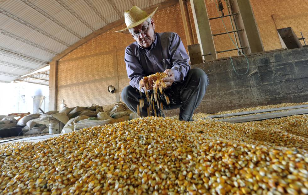 Un agricultor examina maíz transgénico en Paraguay