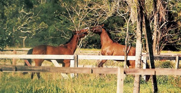 Dos de los caballos incautados  juegan en los predios de Horizonte