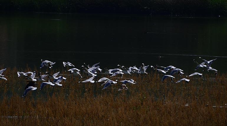 Un manto de gaviotas sobrevuela las aguas de la laguna Alalay. | José Rocha