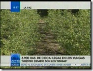PLANTACIONES-Coca 3