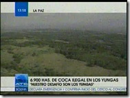 PLANTACIONES-Coca 7