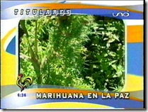 plantacionesdemarihuana3