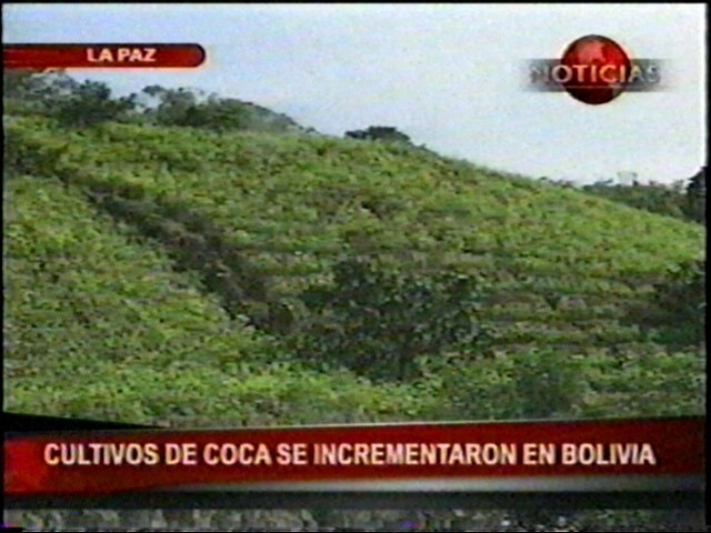 Alarmante Expansión De Cultivos De Coca – Eju.tv