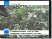 COCALES-manos