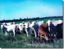 clip_image001