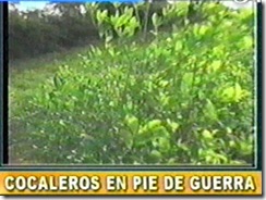 COCALEROSenpideguerra1