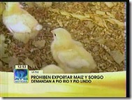 POLLITOS 4