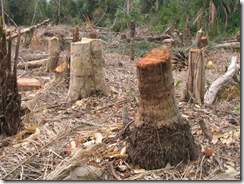 deforestación