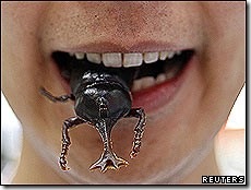 insectos