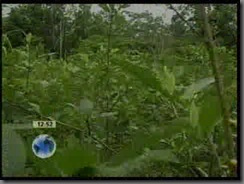 COCALES-SinCararcter 2