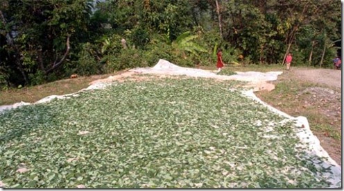 COCA