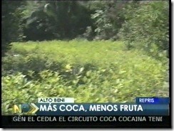 COCamasplantacionesquefruta2