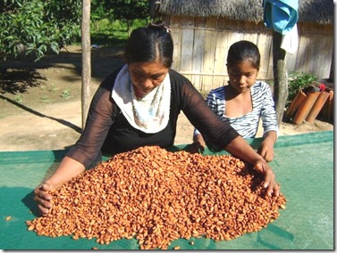 productoras de cacao comunidad Cururú
