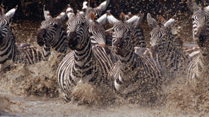 111125005426_running_zebras_304x171_eliweiss_nocredit