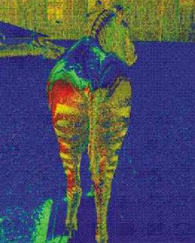 120209163131_colores_zebras_pelaje_281x351_bbc_nocredit