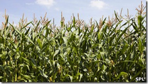 El maíz en EEUU es subsidiado, barato y omnipresente en la dieta del país