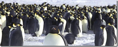 ANTARCTIC-PENGUINS/