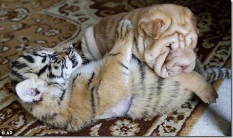 cachorros
