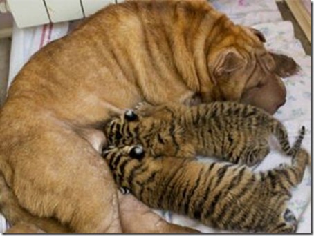 perrita shar pei