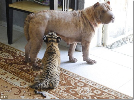 sharpei
