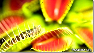 La sensibilidad táctll de la Venus atrapamoscas es comparable a la sensación causada por un insecto que camina por un brazo humano.