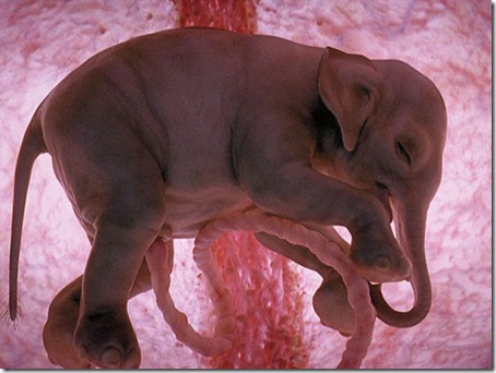 elefante