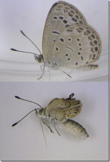 mariposasfukushima
