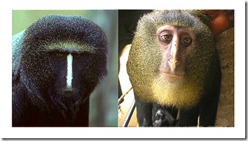 MONOLESULA(der) tiene similitudes con el mono carade búho(izq)