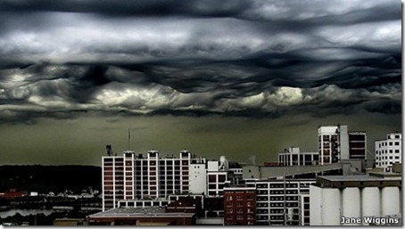 undulatus