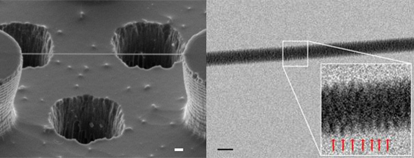 Primera imagen de ADN a través de un microscopio