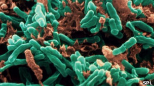 Bacteria de tuberculosis