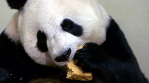 Es muy difícil que los pandas tengan crías en cautiverio, o que estas sobrevivan.