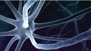 Normalmente las neuronas de la corteza cerebral nunca se reemplazan por otras.