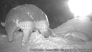 Gracias a cámaras ocultas instaladas se pudo tomar esta foto en el sur de Mato Grosso.