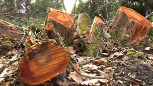 La deforestación es el principal enemigo de los bosques en Latinoamérica.