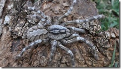 tarantula