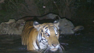 Tigre