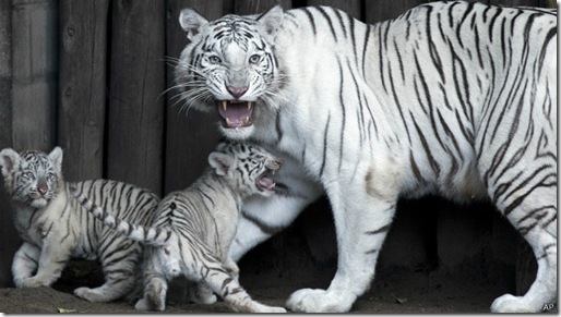 130523154643_white_tiger_buenos_aires_624x351_ap