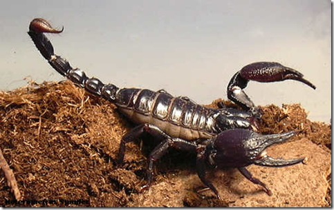 178escorpion_13