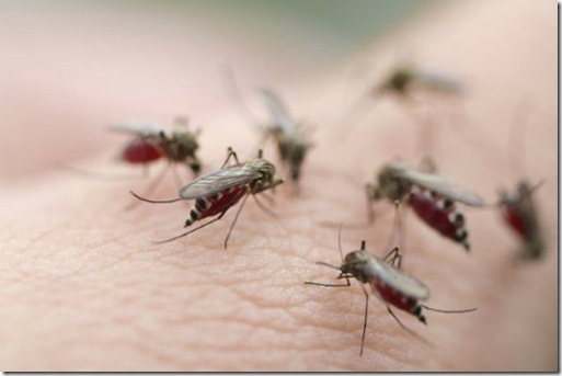 178mosquitos_12