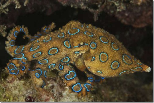 178pulpo_134