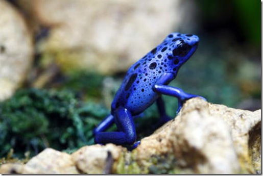 178ranas_14