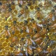 Bees800x533.jpg