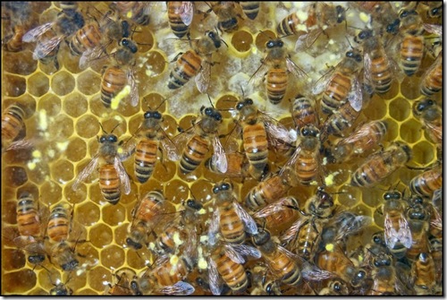 Bees-800x533