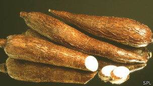 cassava - yuca
