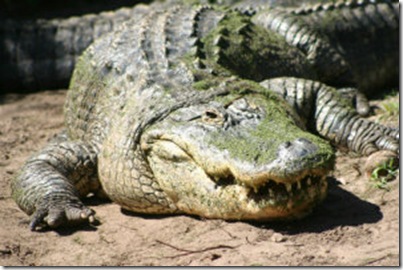 cocodrilo13